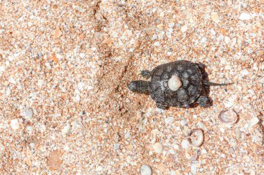 Sahilde deniz kabuklu kaplumbağa, yukarıdan manzara 