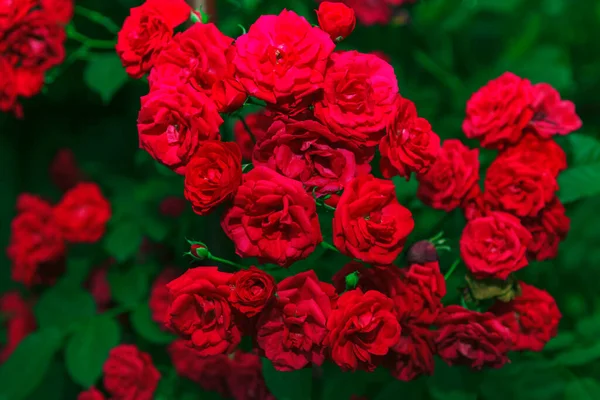Rosas Vermelhas Frescas Crescer Jardim Buquê Flores Casamento — Fotografia de Stock