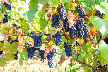 Sonbahar Üzüm Temizleme. Bahçedeki üzümleri iyileştir. 