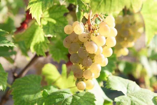 Cépages Couleur Dorée Fruits Savoureux Vigne — Photo