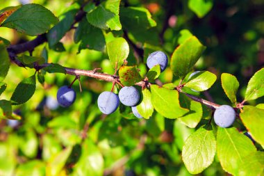 Dalda kiraz eriği var. Olgunlaşmamış erik 