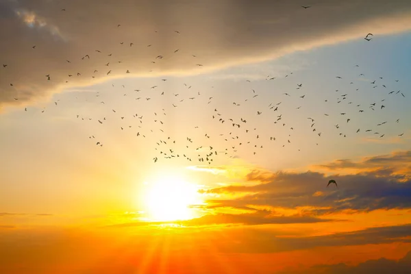 Birds flying in the twilight . Spectacular sunset with flying birds