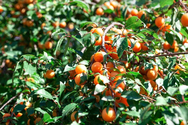 Ommon Cherry Śliwki Gałęziach Prunus Cerasifera — Zdjęcie stockowe