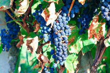 Zinfandel şarap üzümü. Primitivo üzümlü Kaliforniya üzüm bağları