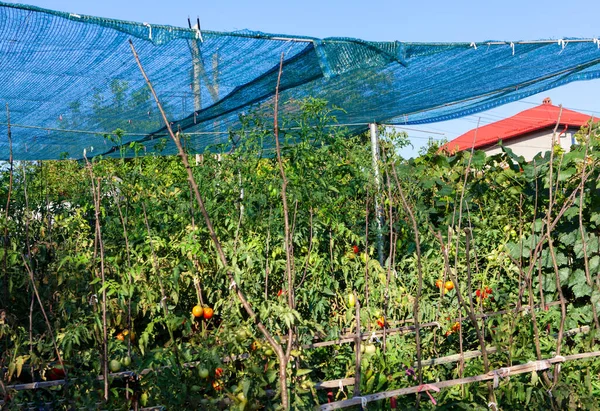 Serre Été Dans Village Tomates Cultivées Dans Jardin — Photo