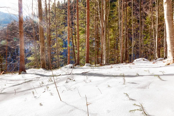 冬の針葉樹林 雪の森の松 — ストック写真