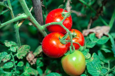 Ev yapımı vişneli domatesler. Bahçede yeşil ve kırmızı domatesler 