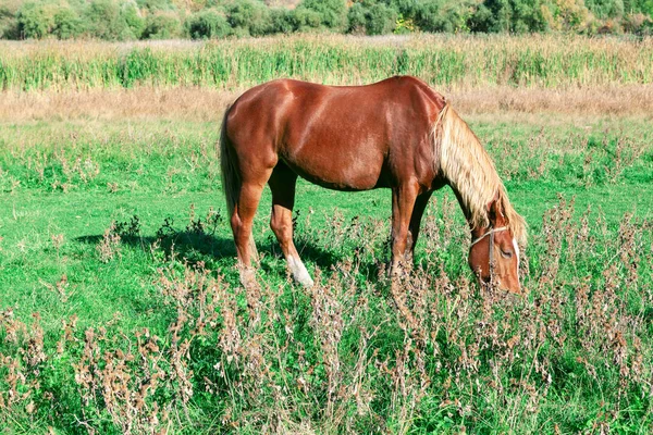 Belo Cavalo Vermelho Pastando Prado Verde Animal Doméstico Pasto — Fotografia de Stock