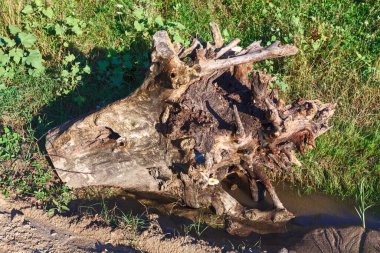 Kökleri olan bir kütük. Kökleri olan ağacın çıkarılması