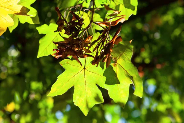 Hojas Arce Rayo Sol Árbol Caduco Otoño —  Fotos de Stock