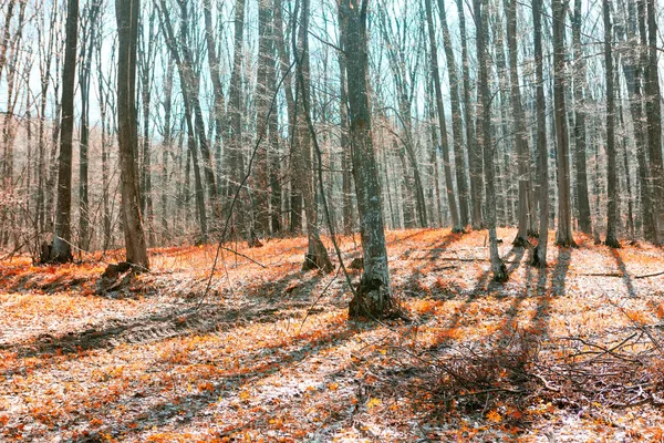 地面に裸の木や赤い葉 森の中の晩秋の風景 — ストック写真