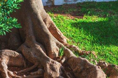 Gnarled ağaç kökleri yemyeşil çimenler boyunca yayılır, benekli güneş ışığının tadını çıkarırlar. Kökler arasındaki küçük bitkiler dayanıklılığı ve yüksek gövdenin altındaki sakin yaşamı işaret ediyor.
