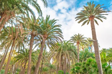 Parlak, parçalı bulutlu gökyüzünün altında uzun, gür palmiye ağaçları. Avuç içleri çerçeveyi doldurarak tropikal ya da subtropikal bir manzara yaratıyor. Görünür sert gövdeli tropikal tepe örtüsü dokusu