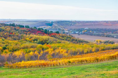 Altın üzümler, kırmızı ve yeşil tonlarında canlı sonbahar ormanları tarafından çerçevelenmiş yuvarlanan tepeler boyunca uzanır. Dolambaçlı yollar ve dağınık çiftlikler Yumuşak bir gökyüzünün altında sakin kırsal manzaralar