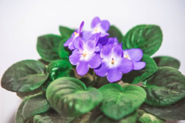  Afrika menekşesi canlı mor yapraklar ve parlak sarı merkezlerle çiçek açar. Tüylü, koyu yeşil yapraklar çiçeklerin altında yumuşak bir rosette oluşturur. Yakın plan, cazibesini kapalı alanda popüler bir bitki olarak yakalıyor.