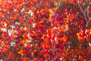 Kırmızı ve turuncu yaprakların karışıklığı ılık sonbahar güneşinde parlar. Kabarık beyaz tohum başları yoğun yaprakları dikizleyerek yumuşak kontrastlar ekliyor. Manzara, mevsimsel değişimin zenginliğini ve dokusunu yakalar.