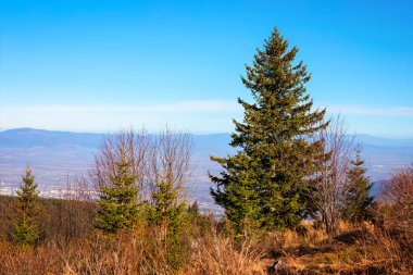 Geniş bir manzaranın ön planında görkemli bir çam ağacı, engin yapraksız yapraksız yaprak döken ağaçlar ve yamaçtaki kuru çalılarla çevrili. Sisli vadinin ötesinde uzak bir şehir var.