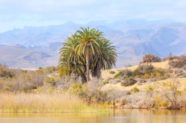 Huzurlu La Charca de Maspalomas lagünü, kum tepeleri ve Gran Canaria 'daki uzak dağların arasında yer alan vaha. Kanarya adası palmiyeleri Phoenix Canariensis, sazlıklar ve su doğal çevreyi yansıtıyor