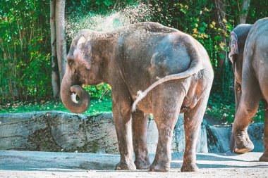 Bir Asya fili doğal bir şekilde serinletici toz banyosu yapar. Arka planda ağaçların yanından geçerken kısmen görülebilen bir fil daha var.