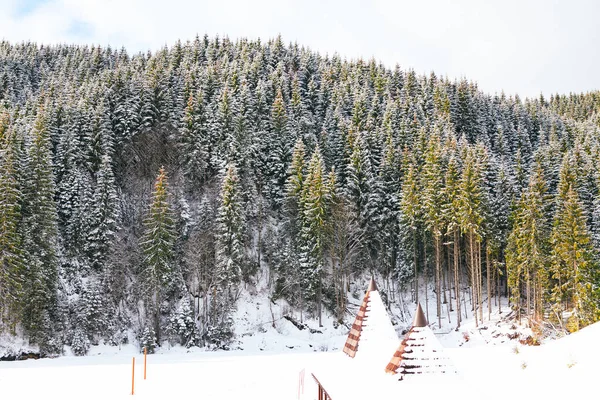 Görkemli kozalaklı orman taze beyaz kar örtüsüyle kaplanarak sakin bir kış manzarası yaratıyor. Ön planda karla kaplı çatı kısmen görülebilir. Yoğun kozalaklı orman