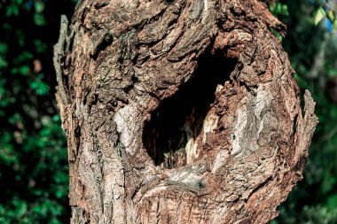 Yıpranmış ağaç gövdesi, sert ağaç kabuğu dokusuyla çerçevelenmiş derin ve doğal bir oyuk ortaya çıkarır. Bulanık yeşilliklerle çevrili orman çürümesini ve gizli vahşi yaşam barınağını çağrıştırıyor.