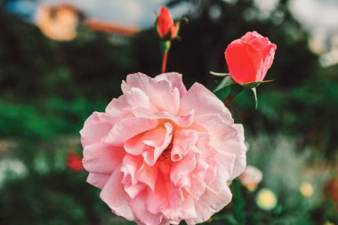 Tamamen çiçek açmış pembe gül ışıl ışıl parlarken, yumuşak eğimlerle parlayan katmanlı yapraklar, iki kırmızı gül tomurcuğu ise sessiz bir kontrastın arkasında duruyor. Bulanık yeşil arka plan odak noktasındaki çiçek zarafetini vurguluyor