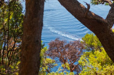 Mavi okyanus ağaç gövdelerinin ve dalların ötesine uzanır. Dalgalar ve beyaz dalgalar son hareketi işaret eder. Ön planda desenli yeşillikler, sakin ve geniş deniz manzarasını çerçeveler.