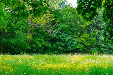Arka planda sık, yeşil bir ormanla çevrili sarı kır çiçekleri ve karahindibalarla dolu otlak bir arazi. Sahne gür ve canlı, ağaçların çeşitli yeşillikleri var.