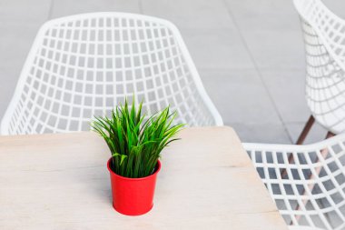 Parlak kırmızı bir tencerede yeşil bir bitki açık ahşap bir masada oturur ve minimalist ortama renk katar. Beyaz tel sandalyeler ve fayanslı zemin modern bir zemin oluşturur.