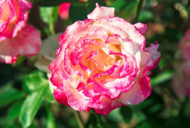 Pembe ve beyaz güller güneş ışığında çiçek açar, yapraklar yavaşça dışarı doğru kıvrılır, renklerin nazik bir şekilde değişmesiyle. yemyeşil arka plan çiçeğin canlı güzelliğini ve doğal zarafetini vurgular.