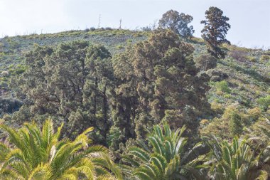 Yüksek ağaçlarla kaplı verimli yamaçlar ve açık mavi gökyüzü altında yoğun yeşillikler yükselir ve huzurlu bir doğal manzara yaratır. Palmiye yaprakları ve orman ağaçlarının karışımı manzaraya zengin bir doku ve derinlik ekler.
