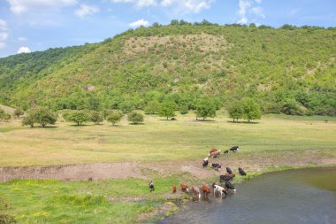 İnekler, sulama