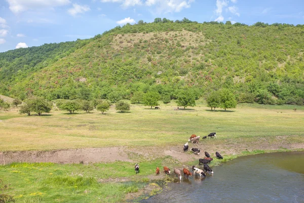 İnekler, sulama