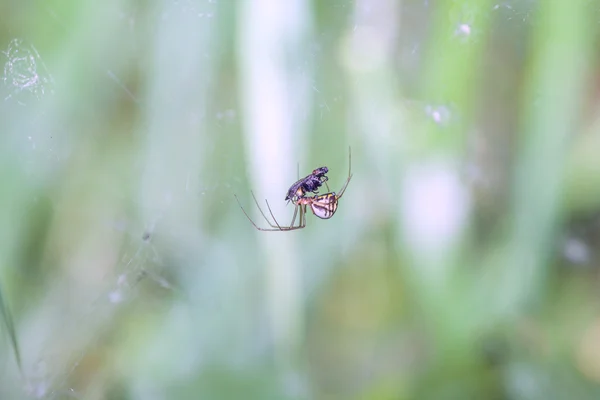 Spinne mit Beute — Stockfoto