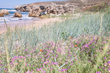 kelebekler ile tropikal plaj