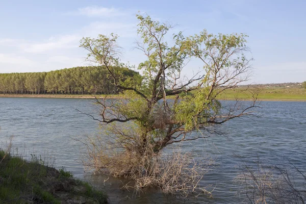 Ağaç suda büyür — Stok fotoğraf