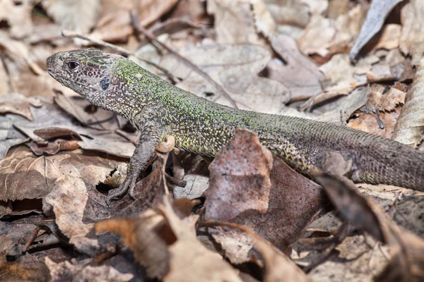 Lizzard in the leaves — Stock Photo, Image