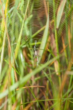 çiy ile serpantin web