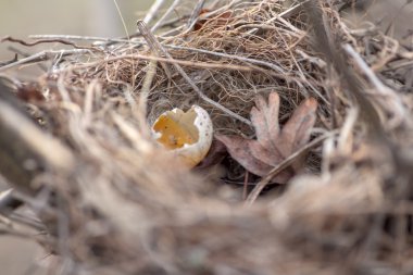 bir yumurta ile iç içe geçirme