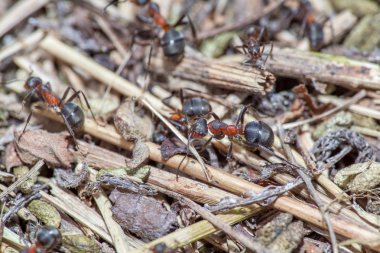 Karıncalar birlikte çalışma