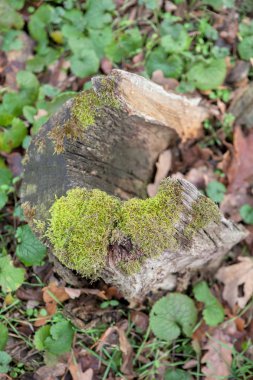 ormandaki yosunlu güdük