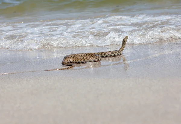 Snake crawls to the sea — Stock Photo, Image