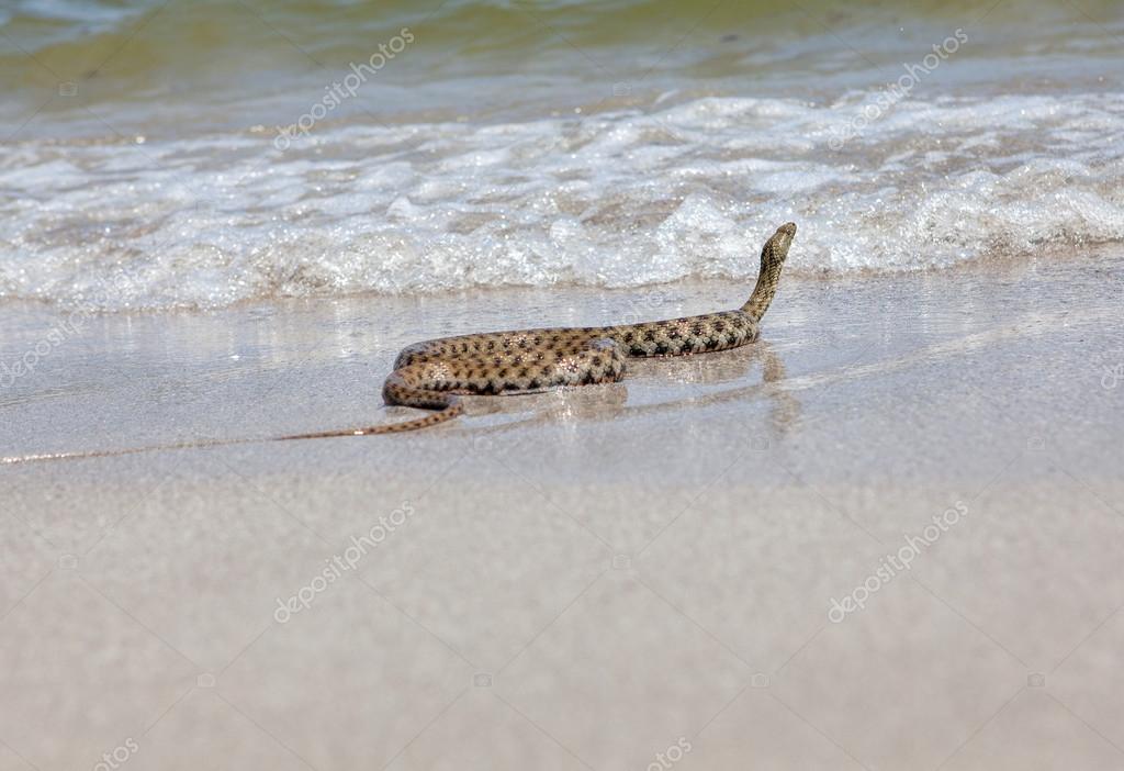 Snake crawls to the sea — Stock Photo © Russieseo 93270878