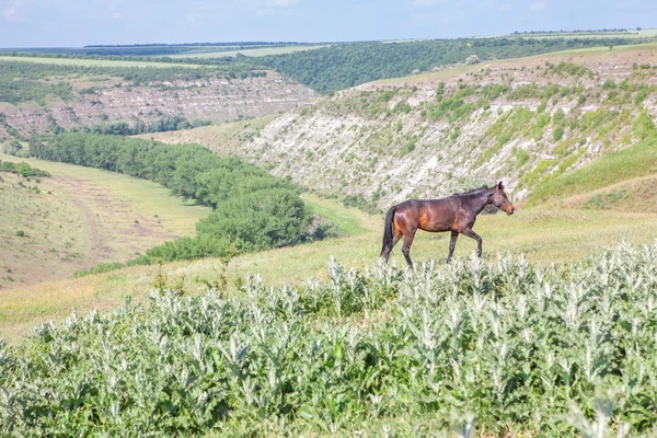 Gratis paard wandelingen — Stockfoto