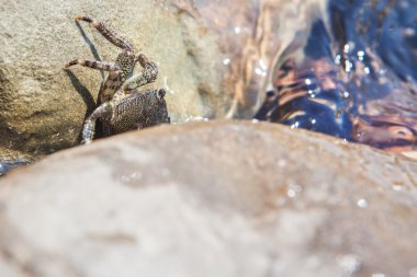 Taş altında Yengeç