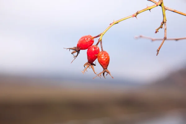 Dog rose berries — Stock Photo, Image