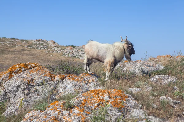 Himalayan goat in the wild — Stock Photo, Image