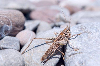 Çekirge taşlar üzerinde