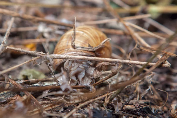 Caracol curioso en el suelo — Foto de Stock