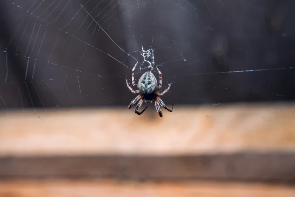 彼の web で Araneus クモ — ストック写真